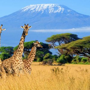 Three giraffe on Kilimanjaro mount background in National park of Kenya, Africa