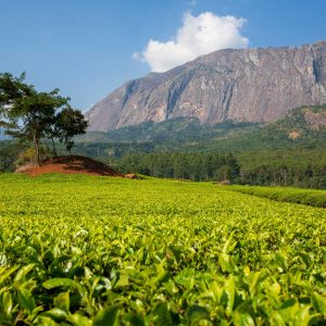 Mulanje Massif (mountain) in Malawi