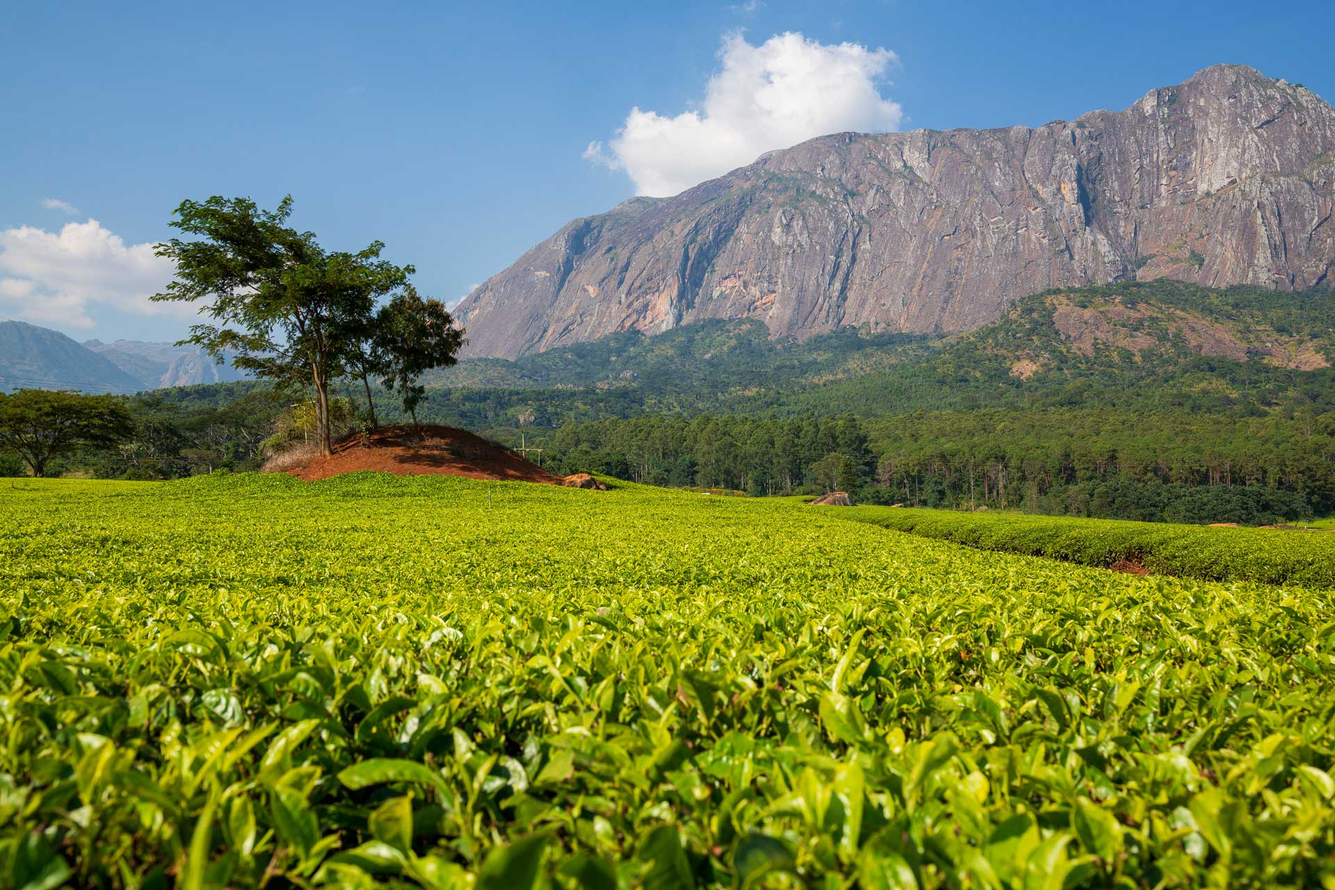 Mulanje Massif (mountain) in Malawi