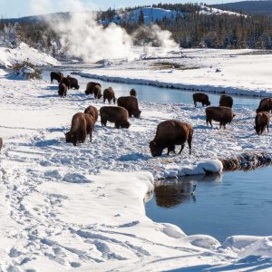 Bison grazing near Yellowstone hot springs in winter