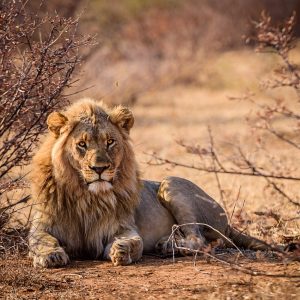 Pure Nature and the Big 5 in a Private Reserve